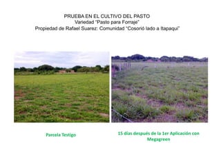 PRUEBA EN EL CULTIVO DEL PASTO
                 Variedad “Pasto para Forraje”
Propiedad de Rafael Suarez: Comunidad “Cosorió lado a Itapaqui”




    Parcela Testigo                 15 días después de la 1er Aplicación con
                                                  Megagreen
 