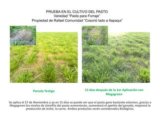 PRUEBA EN EL CULTIVO DEL PASTO
                             Variedad “Pasto para Forraje”
                Propiedad de Rafael Comunidad “Cosorió lado a Itapaqui”




                 Parcela Testigo                      15 días después de la 1er Aplicación con
                                                                    Megagreen

Se aplica el 17 de Noviembre y ya en 15 días se puede ver que el pasto gano bastante volumen, gracias a
Megagreen los niveles de clorofila del pasto aumentarán, aumentará el apetito del ganado, mejorará la
              producción de leche, la carne. Ambos productos serán considerados Biológicos.
 