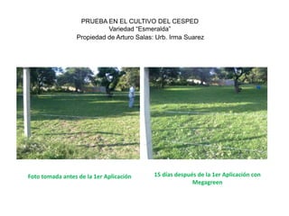 PRUEBA EN EL CULTIVO DEL CESPED
                           Variedad “Esmeralda”
                 Propiedad de Arturo Salas: Urb. Irma Suarez




Foto tomada antes de la 1er Aplicación     15 días después de la 1er Aplicación con
                                                         Megagreen
 