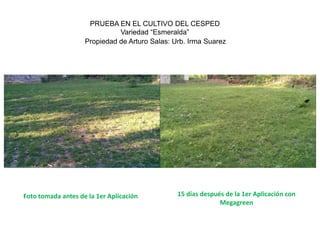 PRUEBA EN EL CULTIVO DEL CESPED
                              Variedad “Esmeralda”
                    Propiedad de Arturo Salas: Urb. Irma Suarez




Foto tomada antes de la 1er Aplicación          15 días después de la 1er Aplicación con
                                                              Megagreen
 