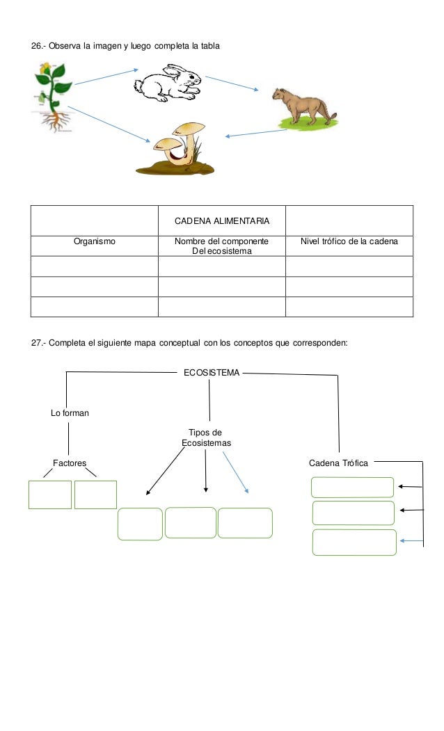 Prueba ecosistema cuarto básico