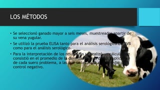LOS MÉTODOS
• Se seleccionó ganado mayor a seis meses, muestreados apartir de
su vena yugular.
• Se utilizó la prueba ELISA tanto para el análisis serológico de DVB
como para el análisis serológico.
• Para la interpretación de los resultados se realizó un cálculo que
consistió en el promedio de la densidad óptica de los duplicados
de cada suero problema, a las que se les restó el promedio del
control negativo.
 