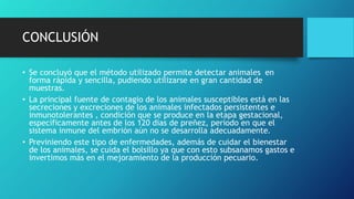 CONCLUSIÓN
• Se concluyó que el método utilizado permite detectar animales en
forma rápida y sencilla, pudiendo utilizarse en gran cantidad de
muestras.
• La principal fuente de contagio de los animales susceptibles está en las
secreciones y excreciones de los animales infectados persistentes e
inmunotolerantes , condición que se produce en la etapa gestacional,
específicamente antes de los 120 días de preñez, período en que el
sistema inmune del embrión aún no se desarrolla adecuadamente.
• Previniendo este tipo de enfermedades, además de cuidar el bienestar
de los animales, se cuida el bolsillo ya que con esto subsanamos gastos e
invertimos más en el mejoramiento de la producción pecuario.
 