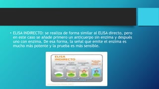 • ELISA INDIRECTO: se realiza de forma similar al ELISA directo, pero
en este caso se añade primero un anticuerpo sin enzima y después
uno con enzima. De esa forma, la señal que emite el enzima es
mucho más potente y la prueba es más sensible.
 