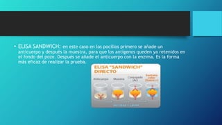 • ELISA SANDWICH: en este caso en los pocillos primero se añade un
anticuerpo y después la muestra, para que los antígenos queden ya retenidos en
el fondo del pozo. Después se añade el anticuerpo con la enzima. Es la forma
más eficaz de realizar la prueba.
 