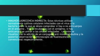 • INMUNOFLUORECENCIA INDIRECTA: Estas técnicas utilizan
normalmente cultivos celulares infectados con el virus o la
bacteria sobre la que se desea comprobar si hay o no anticuerpos
en el antígeno . Tras la incubación con el antígeno; si hay
anticuerpos se unirán a las células infectadas . La unión se
visualiza tras la adición de un conjugado anti-inmunoglobulina y la
posterior observación al microscopio de fluorescencia o
convencional respectivamente.
 