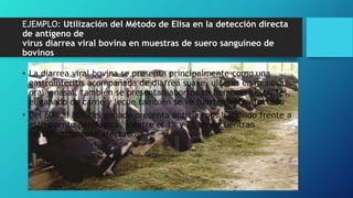 EJEMPLO: Utilización del Método de Elisa en la detección directa
de antígeno de
virus diarrea viral bovina en muestras de suero sanguíneo de
bovinos
• La diarrea viral bovina se presenta principalmente como una
gastrointeritis acompañada de diarrea suave, ulceras en mucosa
oral y nasal, también se presentan abortos en hembras gestantes,
el ganado de carne y leche también se ve fuertemente afectado
• Del 60% al 80% del ganado presenta anticuerpos haciendo frente a
este agente patológico, y entre el 1% y 2% se encuentran
persistentemente afectados.
 
