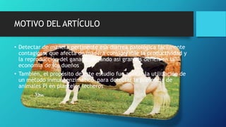 MOTIVO DEL ARTÍCULO
• Detectar de manera pertinente esa diarrea patológica fácilmente
contagiosa, que afecta de manera considerable la productividad y
la reproducción del ganado, dejando así grandes déficit en la
economía de los dueños
• También, el propósito de este estudio fue aplicar la utilización de
un método inmunoenzimático para detectar la presencia de
animales PI en planteles lecheros
 