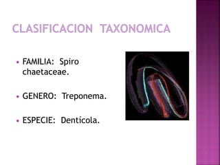  FAMILIA: Spiro
chaetaceae.
 GENERO: Treponema.
 ESPECIE: Dentícola.
 