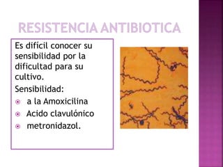 Es difícil conocer su
sensibilidad por la
dificultad para su
cultivo.
Sensibilidad:
 a la Amoxicilina
 Acido clavulónico
 metronidazol.
 