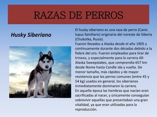 RAZAS DE PERROS
El husky siberiano es una raza de perro (Canis
lupus familiaris) originaria del noreste de Siberia
(Chukotka, Rusia).
Fueron llevados a Alaska desde el año 1905 y
continuamente durante dos décadas debido a la
fiebre del oro. Fueron empleados para tirar de
trineos, y especialmente para la carrera All-
Alaska Sweepstakes, que comprendía 657 km
desde Nome hasta Candle ida y vuelta. De
menor tamaño, más rápidos y de mayor
resistencia que los perros comunes (entre 45 y
54 kg) usados en general, los siberianos
inmediatamente dominaron la carrera.
En aquella época las hembras que nacían eran
sacrificadas al nacer, y únicamente conseguían
sobrevivir aquellas que presentaban una gran
vitalidad, ya que eran utilizadas para la
reproducción.
Husky Siberiano
 