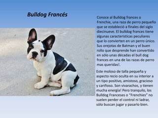 Bulldog Francés Conoce al Bulldog frances o
Frenchie, una raza de perro pequeño
que se estableció a finales del siglo
diecinueve. El bulldog frances tiene
algunas caracteristicas peculiares
que lo convierten en un perro único.
Sus orejotas de Batman y el buen
rollo que desprende han convertido
en sólo unas décadas el bull dog
frances en una de las razas de perro
mas queridas!.
Este moloso de talla pequeña y
aspecto recio oculta en su interior a
un tipo positivo, amistoso, gracioso
y cariñoso. Son vivarachos, y tienen
mucha energía! Pero tranquilo, los
Bulldog Franceses o “Frenchies” no
suelen perder el control ni ladrar,
sólo buscan jugar y pasarlo bien.
 