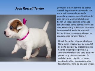 Jack Russell Terrier ¿Conoces a estos terriers de patitas
cortas? Seguramente te sonarán por
sus apariciones en la pequeña
pantalla, y es que estos chiqutines de
gran carisma y personalidad, que
tienen un toque cómico a menudo
son utilizados como perros actores en
cine, televisión y publicidad. Estas son
las características del Jack russell
terrier, ¡conoce a un pequeño perro
con auténtico caracter terrier!
El Jack Russell es el perro ideal para:
No te dejes engañar por su tamaño!
Es cierto que por su expresiva carita
ha sido elegido para películas y
anuncios de televisión, pero esos son
perros muy bien entrenados. En
realidad, este chiquitín no es un
perrito de salón, sino un auténtico
todo terreno, lleno de energía y vigor.
 
