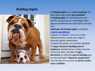 Bulldog Inglés
El bulldog inglés es un perro mediano, de
poca altura pero gran personalidad!
El buldog inglés un excelente perro de
familia, aunque por su morfología tiene
algunos problemas de salud típicos de esta
raza.
Aptitudes del buldog inglés: compañía
y perros guardianes
Espacio: se adapta a vivie en un piso.
Mantenimiento: puede dar origen a
elevados gastos veterinarios
Cuidado del pelaje: no necesita cepillado.
El origen del perro Bulldog está en
Inglaterra, donde fueron criados durante
cientos de años. Durante el siglo
dieciocho se utilizaron perros bulldog para
los denominados “deportes sangrientos”.
Uno de ellos era la lucha de perros contra
osos o jabalíes.
 