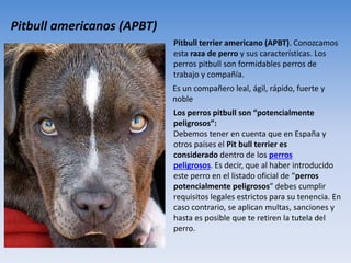 Pitbull americanos (APBT)
Pitbull terrier americano (APBT). Conozcamos
esta raza de perro y sus características. Los
perros pitbull son formidables perros de
trabajo y compañía.
Es un compañero leal, ágil, rápido, fuerte y
noble
Los perros pitbull son “potencialmente
peligrosos”:
Debemos tener en cuenta que en España y
otros países el Pit bull terrier es
considerado dentro de los perros
peligrosos. Es decir, que al haber introducido
este perro en el listado oficial de “perros
potencialmente peligrosos” debes cumplir
requisitos legales estrictos para su tenencia. En
caso contrario, se aplican multas, sanciones y
hasta es posible que te retiren la tutela del
perro.
 