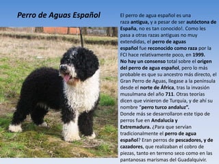 Perro de Aguas Español El perro de agua español es una
raza antigua, y a pesar de ser autóctona de
España, no es tan conocido!. Como les
pasa a otras razas antiguas no muy
extendidas, el perro de aguas
español fue reconocido como raza por la
FCI hace relativamente poco, en 1999.
No hay un consenso total sobre el origen
del perro de agua español, pero lo más
probable es que su ancestro más directo, el
Gran Perro de Aguas, llegase a la península
desde el norte de África, tras la invasión
musulmana del año 711. Otras teorías
dicen que vinieron de Turquía, y de ahí su
nombre “perro turco andaluz”.
Donde más se desarrollaron este tipo de
perros fue en Andalucía y
Extremadura. ¿Para que servían
tradicionalmente el perro de agua
español? Eran perros de pescadores, y de
cazadores, que realizaban el cobro de
piezas, tanto en terreno seco como en las
pantanosas marismas del Guadalquivir.
 