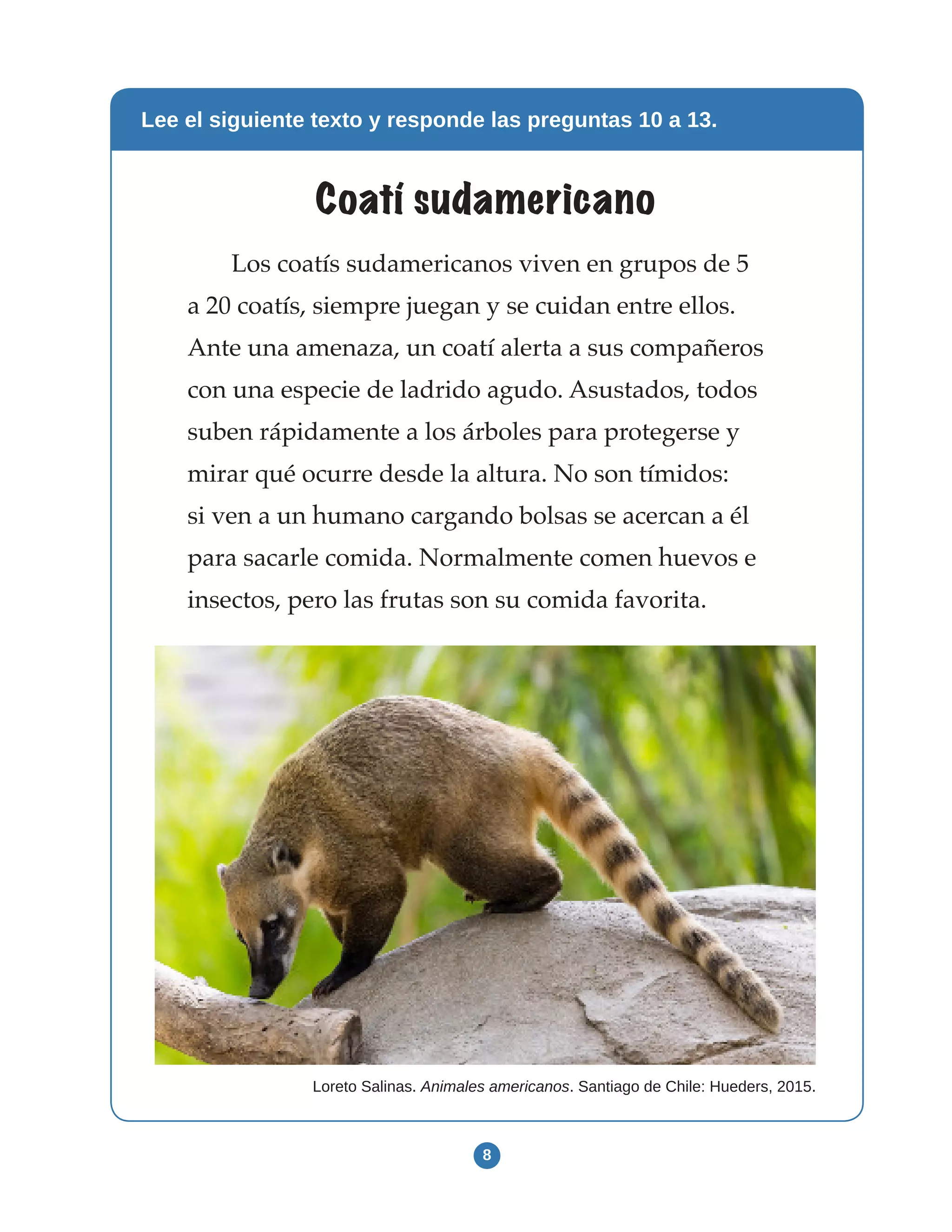 8
Lee el siguiente texto y responde las preguntas 10 a 13.
Coatí sudamericano
Los coatís sudamericanos viven en grupos de 5
a 20 coatís, siempre juegan y se cuidan entre ellos.
Ante una amenaza, un coatí alerta a sus compañeros
con una especie de ladrido agudo. Asustados, todos
suben rápidamente a los árboles para protegerse y
mirar qué ocurre desde la altura. No son tímidos:
si ven a un humano cargando bolsas se acercan a él
para sacarle comida. Normalmente comen huevos e
insectos, pero las frutas son su comida favorita.
Loreto Salinas. Animales americanos. Santiago de Chile: Hueders, 2015.
 