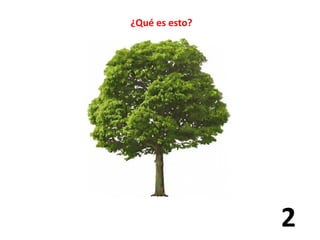 ¿Qué es esto? 
2 
 