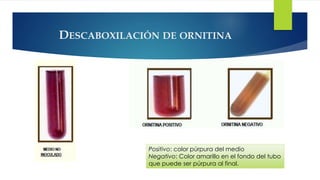 DESCABOXILACIÓN DE ORNITINA
Positivo: color púrpura del medio
Negativo: Color amarillo en el fondo del tubo
que puede ser púrpura al final.
 