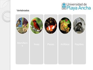 Vertebrados




Mamífero
              Aves   Peces   Anfibios   Reptiles
   s
 