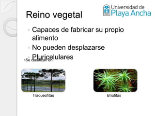 Reino vegetal
   Capaces de fabricar su propio
    alimento
   No pueden desplazarse
   Pluricelulares
•Se clasifican en:




     Traqueofitas          Briofitas
 