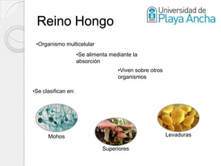 Reino Hongo
 •Organismo multicelular
                     •Se alimenta mediante la
                     absorción
                                     •Viven sobre otros
                                     organismos

•Se clasifican en:




      Mohos                                               Levaduras

                               Superiores
 