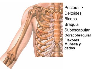 Pectoral > Deltoides Biceps Braquial Subescapular Coracobraquial Flexores Muñeca y dedos