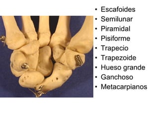 Escafoides Semilunar Piramidal Pisiforme Trapecio Trapezoide Hueso grande Ganchoso Metacarpianos