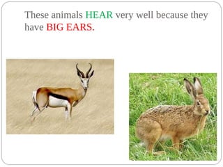 These animals HEAR very well because they
have BIG EARS.