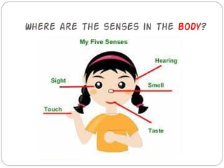 Where are the senses in the body?