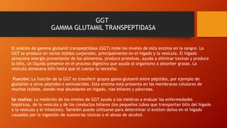GGT
GAMMA GLUTAMIL TRANSPEPTIDASA
El análisis de gamma glutamil transpeptidasa (GGT) mide los niveles de esta enzima en la sangre. La
GGT se produce en varios tejidos corporales, principalmente en el hígado y la vesícula. El hígado
almacena energía proveniente de los alimentos, produce proteínas, ayuda a eliminar toxinas y produce
la bilis, un líquido presente en el proceso digestivo que ayuda al organismo a absorber grasas. La
vesícula almacena bilis hasta que el cuerpo la necesita.
Función: La función de la GGT es transferir grupos gama-glutamil entre péptidos, por ejemplo de
glutatión a otros péptidos o aminoácidos. Esta enzima esta presenta en las membranas celulares de
muchos tejidos, siendo mas abundante en hígado, vías biliares y páncreas.
Se realiza: La medición de los niveles de GGT ayuda a los médicos a evaluar las enfermedades
hepáticas, de la vesícula y de los conductos biliares (los pequeños tubos que transportan bilis del hígado
a la vesícula y el intestino). También puede utilizarse para determinar si existen daños en el hígado
causados por la ingestión de sustancias tóxicas o el abuso de alcohol.
 