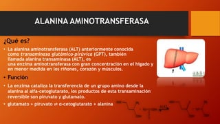 ALANINA AMINOTRANSFERASA
¿Qué es?
• La alanina aminotransferasa (ALT) anteriormente conocida
como transaminasa glutámico-pirúvica (GPT), también
llamada alanina transaminasa (ALT), es
una enzima aminotransferasa con gran concentración en el hígado y
en menor medida en los riñones, corazón y músculos.
• Función
• La enzima cataliza la transferencia de un grupo amino desde la
alanina al alfa-cetoglutarato, los productos de esta transaminación
reversible son piruvato y glutamato.
• glutamato + piruvato ⇌ α-cetoglutarato + alanina
 