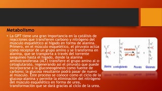 Metabolismo
• La GPT tiene una gran importancia en la catálisis de
reacciones que transfieren carbono y nitrógeno del
músculo esquelético al hígado en forma de alanina.
Primero, en el músculo esquelético, el piruvato actúa
como receptor de un grupo amino y se transforma en
alanina, que se transporta a través del torrente
sanguíneo hasta el hígado, donde la alanina
aminotransferasa (ALT) transfiere el grupo amino al α-
cetoglutarato, regenerando así el piruvato que puede
incorporarse a la gluconeogénesis como fuente de
carbono; la glucosa resultante podrá pasar de nuevo
al músculo. Este proceso se conoce como el ciclo de la
glucosa-alanina y permite la eliminación del nitrógeno
del músculo esquelético en forma de urea,
transformación que se dará gracias al ciclo de la urea.
 