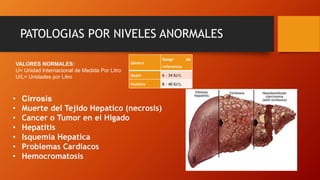 PATOLOGIAS POR NIVELES ANORMALES
Género
Rango de
referencia
Mujer 6 - 34 IU/L
Hombre 8 - 40 IU/L
VALORES NORMALES:
U= Unidad Internacional de Medida Por Litro
U/L= Unidades por Litro
• Cirrosis
• Muerte del Tejido Hepatico (necrosis)
• Cancer o Tumor en el Higado
• Hepatitis
• Isquemia Hepatica
• Problemas Cardiacos
• Hemocromatosis
 