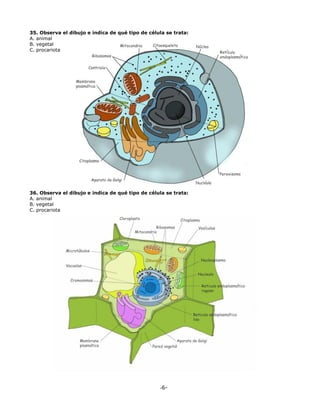 -6-
35. Observa el dibujo e indica de qué tipo de célula se trata:
A. animal
B. vegetal
C. procariota
36. Observa el dibujo e indica de qué tipo de célula se trata:
A. animal
B. vegetal
C. procariota
 