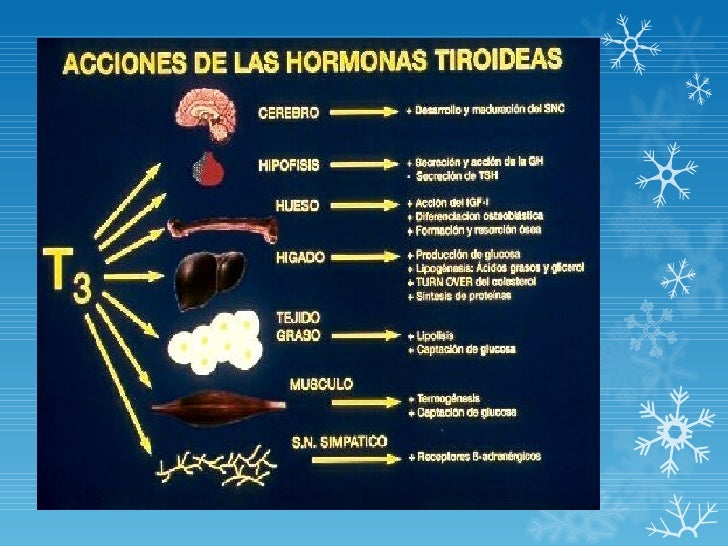 Pruebas bio inmuno para determinacion de tsh t3 y t4 Pruebas bio inmuno para determinacion de tsh t3 y t4