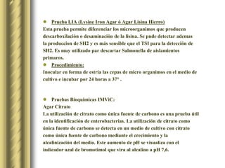 Prueba LIA (LysineIronAgar ó Agar Lisina Hierro)Esta prueba permite diferenciar los microorganimos que producen descarboxilacióno desaminación de la lisina. Se pude detectar ademasla produccion de SH2 y es más sensible que el TSI para la detección de SH2. Es muy utilizado par descartar Salmonella de aislamientos primaros.Procedimiento:Inocular en forma de estría las cepas de micro organimos en el medio de cultivo e incubar por 24 horas a 37° .Pruebas Bioquímicas IMViC:Agar CitratoLa utilización de citrato como única fuente de carbono es una prueba útil en la identificación de enterobacterias. La utilización de citrato como única fuente de carbono se detecta en un medio de cultivo con citrato como única fuente de carbono mediante el crecimiento y la alcalinización del medio. Este aumento de pH se visualiza con el indicador azul de bromotimol que vira al alcalino a pH 7,6.