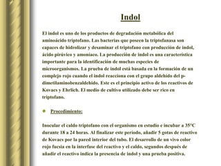 IndolEl indol es uno de los productos de degradación metabólica del aminoácido triptofano. Las bacterias que poseen la triptofanasa son capaces de hidrolizar y desaminar el triptofano con producción de indol, ácido pirúvico y amoníaco. La producción de indol es una característica importante para la identificación de muchas especies de microorganismos. La prueba de indol está basada en la formación de un complejo rojo cuando el indol reacciona con el grupo aldehído del p-dimetilaminobenzaldehído. Este es el principio activo de los reactivos de Kovacsy Ehrlich. El medio de cultivo utilizado debe ser rico en triptofano. Procedimiento:Inocular el caldo triptofano con el organismo en estudio e incubar a 35°C durante 18 a 24 horas. Al finalizar este período, añadir 5 gotas de reactivo de Kovacs por la pared interior del tubo. El desarrollo de un vivo color rojo fucsia en la interfase del reactivo y el caldo, segundos después de añadir el reactivo indica la presencia de indol y una prueba positiva.