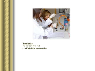 Resultados:(+) Escherichia coli( - ) Klebsiella pneumoniae