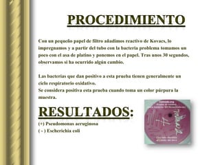ProcedimientoCon un pequeño papel de filtro añadimos reactivo de Kovacs, lo impregnamos y a partir del tubo con la bacteria problema tomamos un poco con el asa de platino y ponemos en el papel. Tras unos 30 segundos, observamos si ha ocurrido algún cambio.Las bacterias que dan positivo a esta prueba tienen generalmente un ciclo respiratorio oxidativo.Se considera positiva esta prueba cuando toma un color púrpura la muestra.Resultados:(+) Pseudomonasaeruginosa( - ) Escherichiacoli