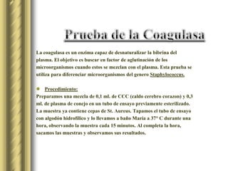 Prueba de la CoagulasaLa coagulasa es un enzima capaz de desnaturalizar la bibrina del plasma. El objetivo es buscar en factor de aglutinación de los microorganismos cuando estos se mezclan con el plasma. Esta prueba se utiliza para diferenciar microorganismos del genero Staphylococcus.Procedimiento:Preparamos una mezcla de 0,1 ml. de CCC (caldo cerebro corazon) y 0,3 ml. de plasma de conejo en un tubo de ensayo previamente esterilizado. La muestra ya contiene cepas de St. Aureus. Tapamos el tubo de ensayo con algodón hidrofílico y lo llevamos a baño María a 37° C durante una hora, observando la muestra cada 15 minutos. Al completa la hora, sacamos las muestras y observamos sus resultados.