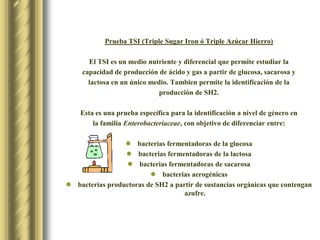 Prueba TSI (Triple SugarIron ó Triple Azúcar Hierro)El TSI es un medio nutriente y diferencial que permite estudiar la capacidad de producción de ácido y gas a partir de glucosa, sacarosa y lactosa en un único medio. Tambien permite la identificación de la producción de SH2.Esta es una prueba específica para la identificación a nivel de género en la familia Enterobacteriaceae, con objetivo de diferenciar entre:bacterias fermentadoras de la glucosabacterias fermentadoras de la lactosabacterias fermentadoras de sacarosabacterias aerogénicasbacterias productoras de SH2 a partir de sustancias orgánicas que contengan azufre.