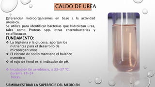 CALDO DE UREA
Diferenciar microorganismos en base a la actividad
ureásica.
Se utiliza para identificar bacterias que hidrolizan urea,
tales como Proteus spp. otras enterobacterias y
estafilococos.
FUNDAMENTO:
 La tripteína y la glucosa, aportan los
nutrientes para el desarrollo de
microorganismos.
 El cloruro de sodio mantiene el balance
osmótico
 el rojo de fenol es el indicador de pH.
 Incubación En aerobiosis, a 33-37 ºC,
durante 18-24
horas.
SIEMBRA:ESTRIAR LA SUPERFICIE DEL MEDIO EN
 