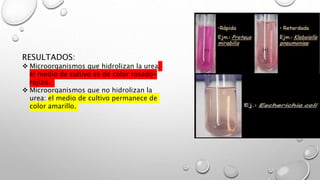 RESULTADOS:
 Microorganismos que hidrolizan la urea:
el medio de cultivo es de color rosado-
rojizo.
 Microorganismos que no hidrolizan la
urea: el medio de cultivo permanece de
color amarillo.
 
