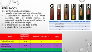 RESULTADOS:
 Fuente de carbono utilizada
(produce un viraje del rojo al amarillo).
 El tiosulfato es reducido a H2S quien
reacciona con el citrato férrico de
amoniacal para dar formación al sulfuro de
hierro que es de color negro.
 la presencia de gas se debe al CO2
producto de la fermentación.
M.O
SUPERFICIE/
PROFUNDID
AD
PRODUCCION DE GAS H2S
Escherichia coli A/A + -
Klebsiella
pneumoniae
A/A + -
Proteus mirabilis K/A - +
 