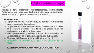 LIA (Lisina-Hierro- Agar)
utilizado para diferenciar microorganismos, especialmente
Salmonella spp., basado en la descarboxilación y desaminación
de la lisina y en la producción de ácido sulfhídrico.
FUNDAMENTO:
 la peptona y el extracto de levadura aportan los nutrientes
para el desarrollo bacteriano.
 La glucosa es el hidrato de carbono fermentable y la lisina
es el sustrato utilizado para detectar la presencia de las
enzimas decarboxilasa y deaminasa.
 El citrato de hierro y amonio y el tiosulfato de sodio son
los indicadores de la producción de ácido sulfhídrico.
 El purpura de bromocresol, es el indicador de pH
 Incubación En aerobiosis, a 33-37 ºC durante 18-24
horas.
LA SIEMBRA POR PICADURA PROFUNDA Y POR ESTRIAS.
 