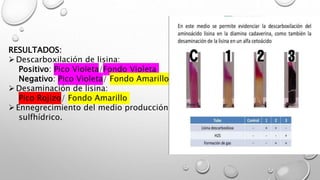 RESULTADOS:
Descarboxilación de lisina:
Positivo: Pico Violeta/Fondo Violeta
Negativo: Pico Violeta/ Fondo Amarillo
Desaminación de lisina:
Pico Rojizo/ Fondo Amarillo
Ennegrecimiento del medio producción de acido
sulfhídrico.
 