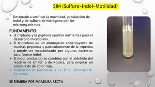 SIM (Sulfuro-Indol-Motilidad)
Destinado a verificar la movilidad, producción de
indol y de sulfuro de hidrógeno por los
microorganismos.
FUNDAMENTO:
 la tripteína y la peptona aportan nutrientes para el
desarrollo microbiano.
 El triptófano es un aminoácido constituyente de
muchas peptonas y particularmente de la tripteína
y puede ser metabolizado por algunas bacterias
para formar indol.
 El indol producido se combina con el aldehído del
reactivo de Ehrlich o de Kovács, para originar un
compuesto de color rojo.
 Incubación En aerobiosis. a 33-37 °C, durante 18-
24 horas.
SE SIEMBRA POR PICADURA RECTA
 