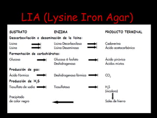 LIA (Lysine Iron Agar)
 