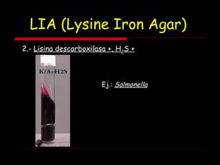 LIA (Lysine Iron Agar)
2.- Lisina descarboxilasa +, H2S +
Ej.: Salmonella
 